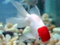 /album/hs-peixes-ornamentais/kinguio-red-cap-jpg/
